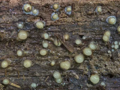 Helicogloea