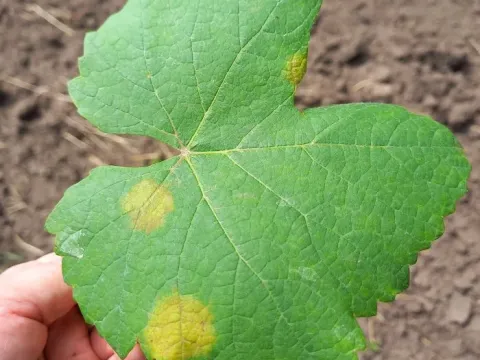 Miltidea venusta