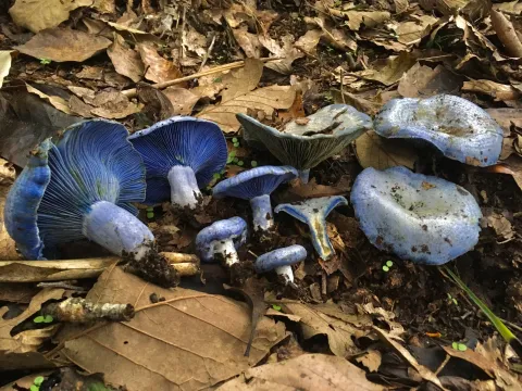 Indigo milk cap