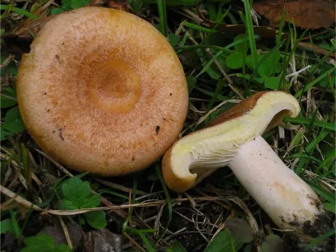 Golden milkcap