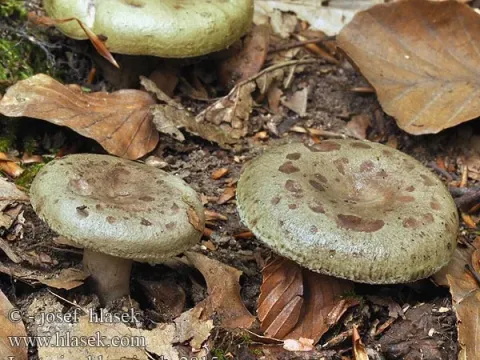 Slimy Milkcap
