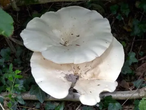 Leucopaxillus giganteus