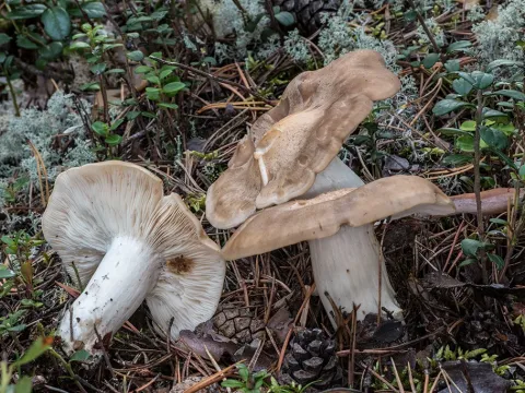 Shimeji mushroom