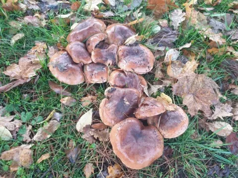 Lyophyllum decastes