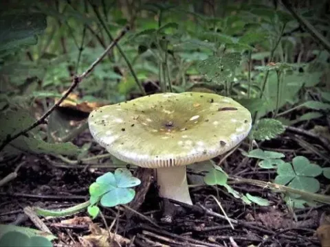 Сироїжка зеленувата