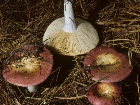 Wine-red brittlegill