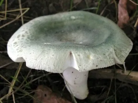 Green brittlegill