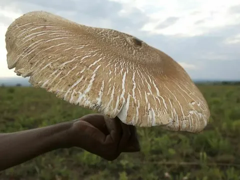 Termitomyces