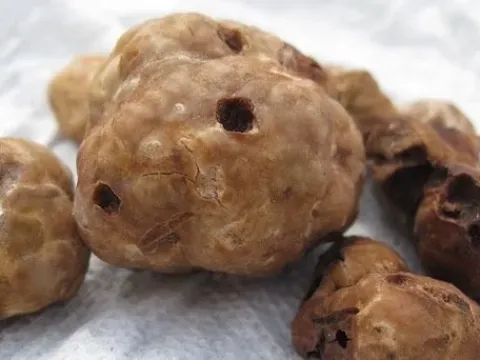 Орегонский белый трюфель