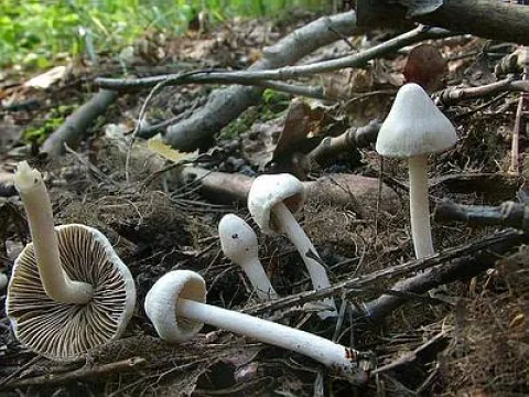 Волоконница земляная