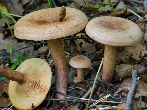 Oak milkcap