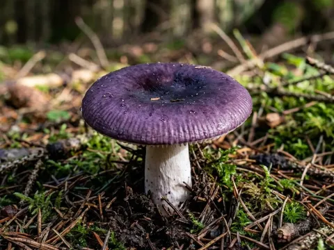 Blue swamp brittlegill