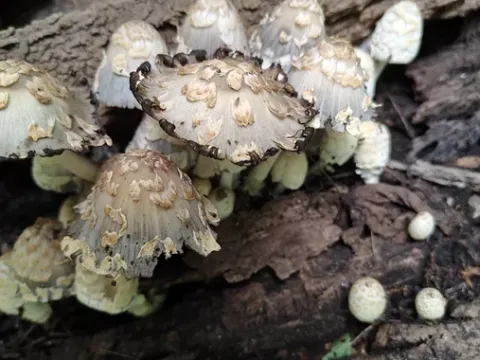 Coprinopsis variegata