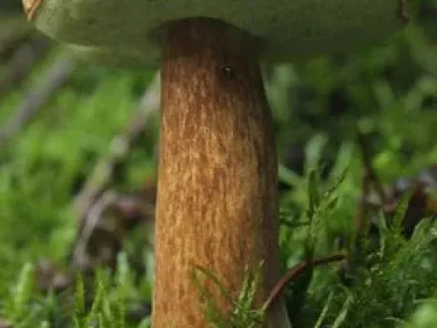 Моховик каштановый