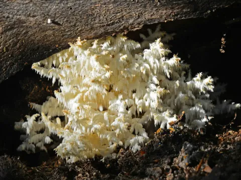 Hericium coralloides