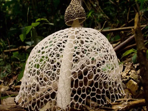 Dictyophora
