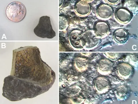 Калахаритюбер Пфейля