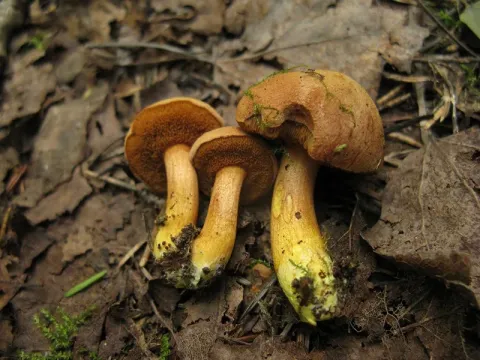 Peppery Bolete