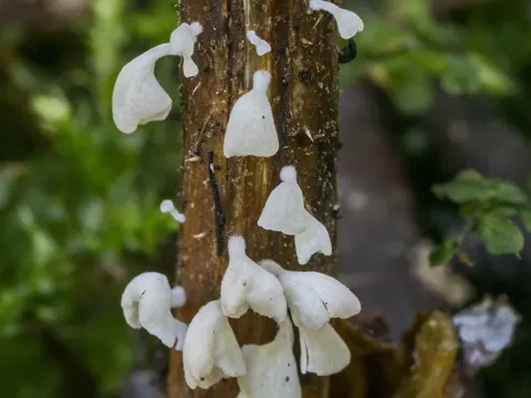 Calyptella capula