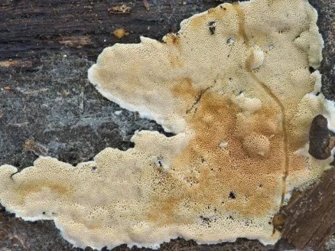 Junghuhnia nitida