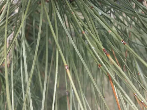 Dothistroma needle blight