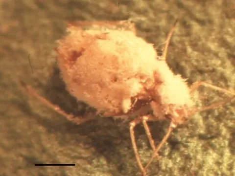Pandora blunckii