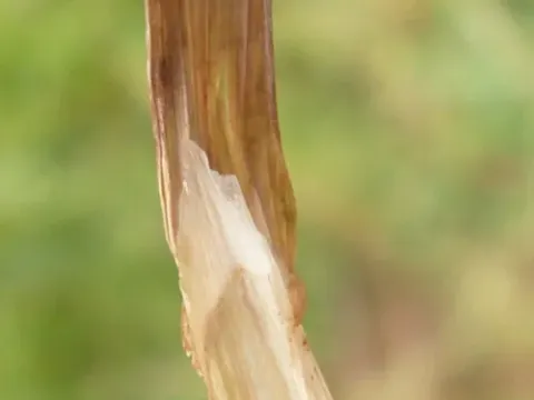 Epichloe baconii