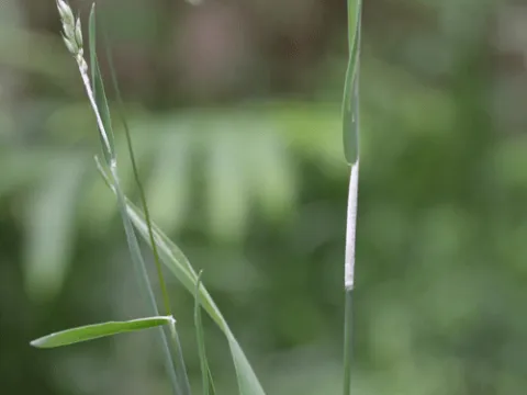 Epichloe clarkii