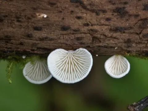 Хеймонофілум