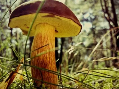 Моховик