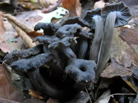 Ash Chanterelle