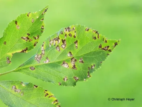 Pseudocercospora leaf spot of elderberry
