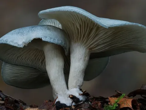 Говорушка душистая