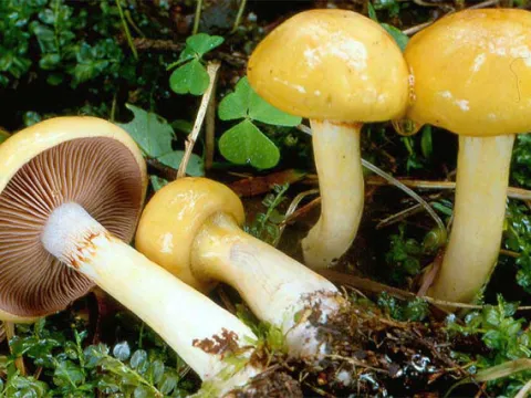 Павутинник слизовий