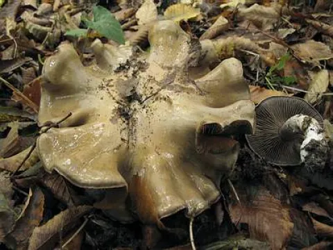 Павутинник зламаний