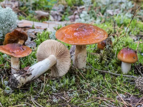 Паутинник слизистый
