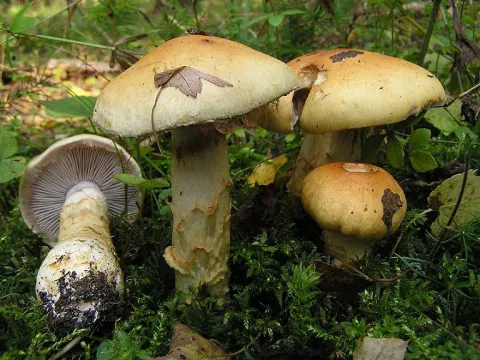 Cortinarius triumphans