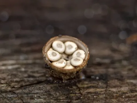 Круцибулюм гладкий