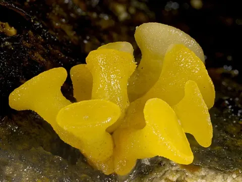 Guepiniopsis buccina