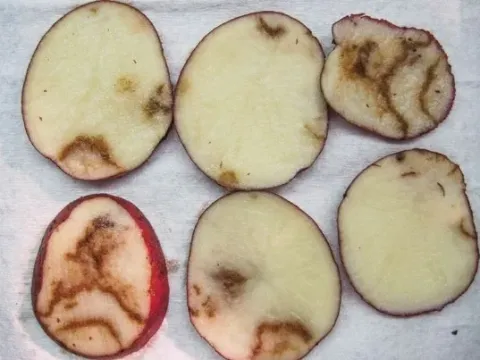 Beet mosaic virus