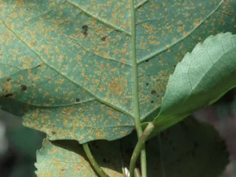 Poplar leaf rust