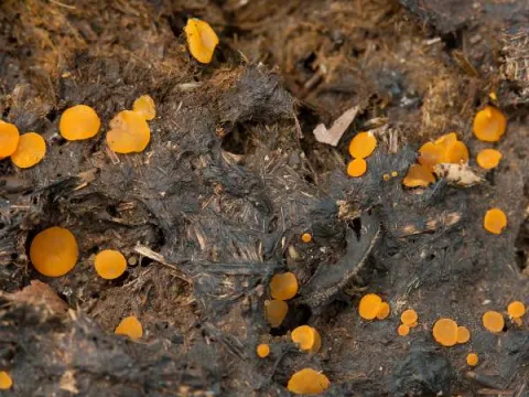 Coprobia
