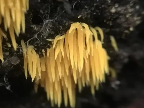 Mucronella flava