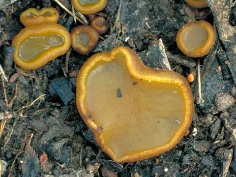 Jafneadelphus