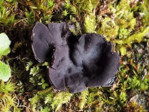 Jafneadelphus amethystinus