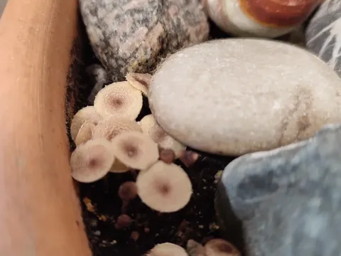 Leucocoprinus brebissonii