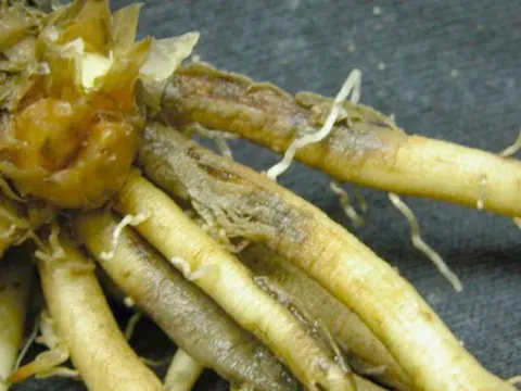 Phytophthora spear rot