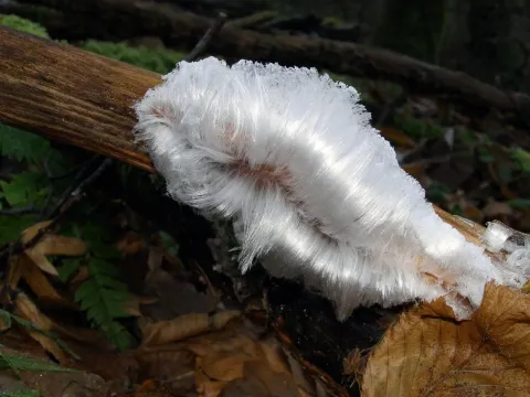Exidiopsis