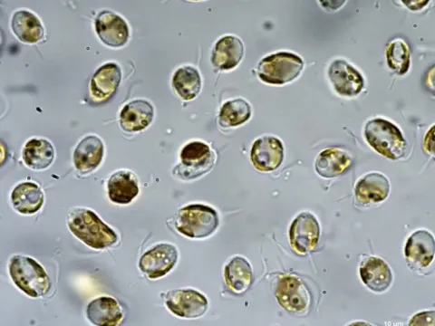 Prymnesium