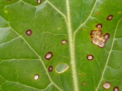 Bisocoecales